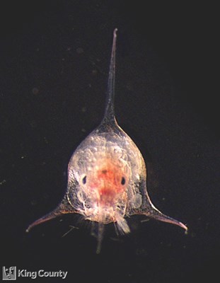 Photo of Decapoda: crab larval stages